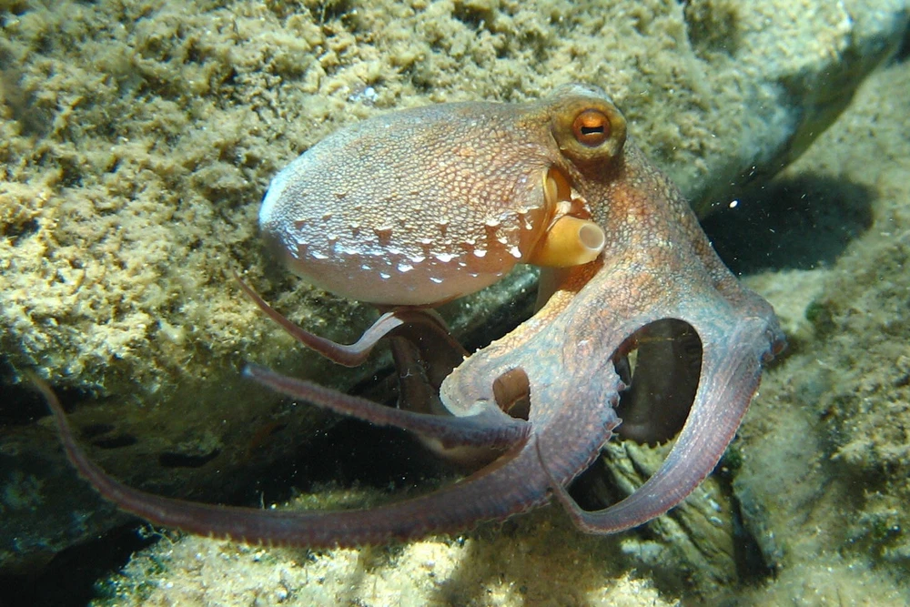 Octopus vulgaris (Common octopus)