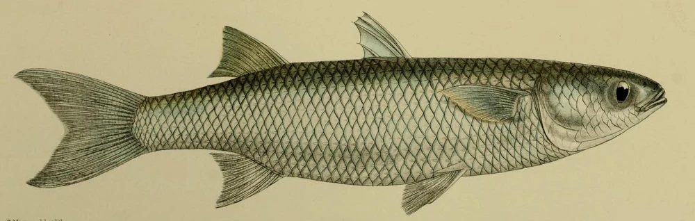 Mugil cephalus (Striped mullet)