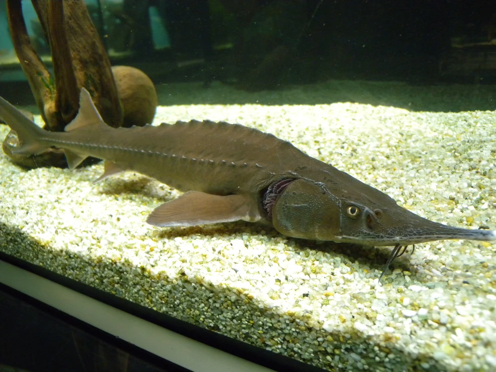 Acipenser ruthenus (Sterlet sturgeon)