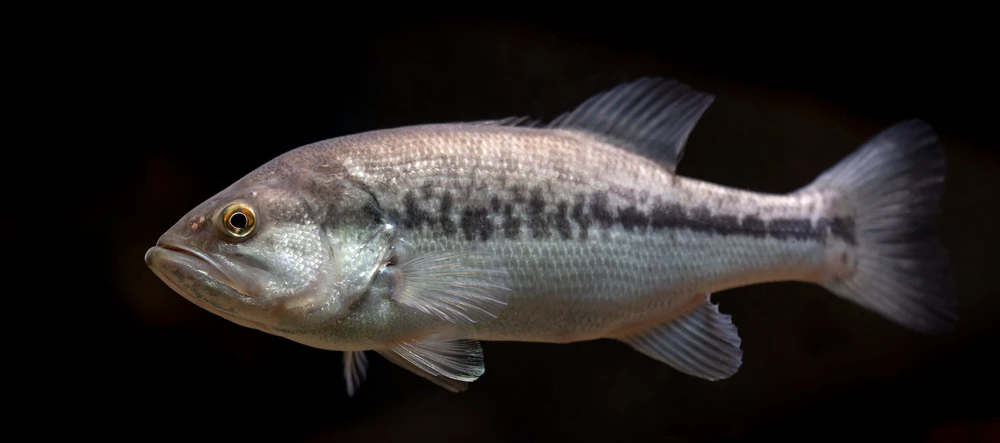 Micropterus salmoides (Largemouth bass)