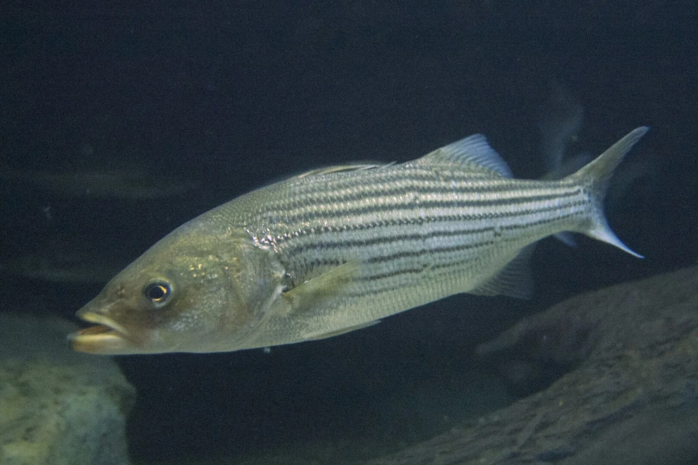 Morone saxatilis (Striped bass)