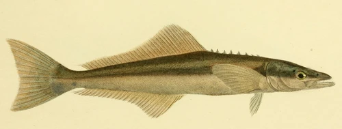 Rachycentron canadum (Cobia)