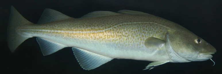 Gadus morhua (Atlantic cod)