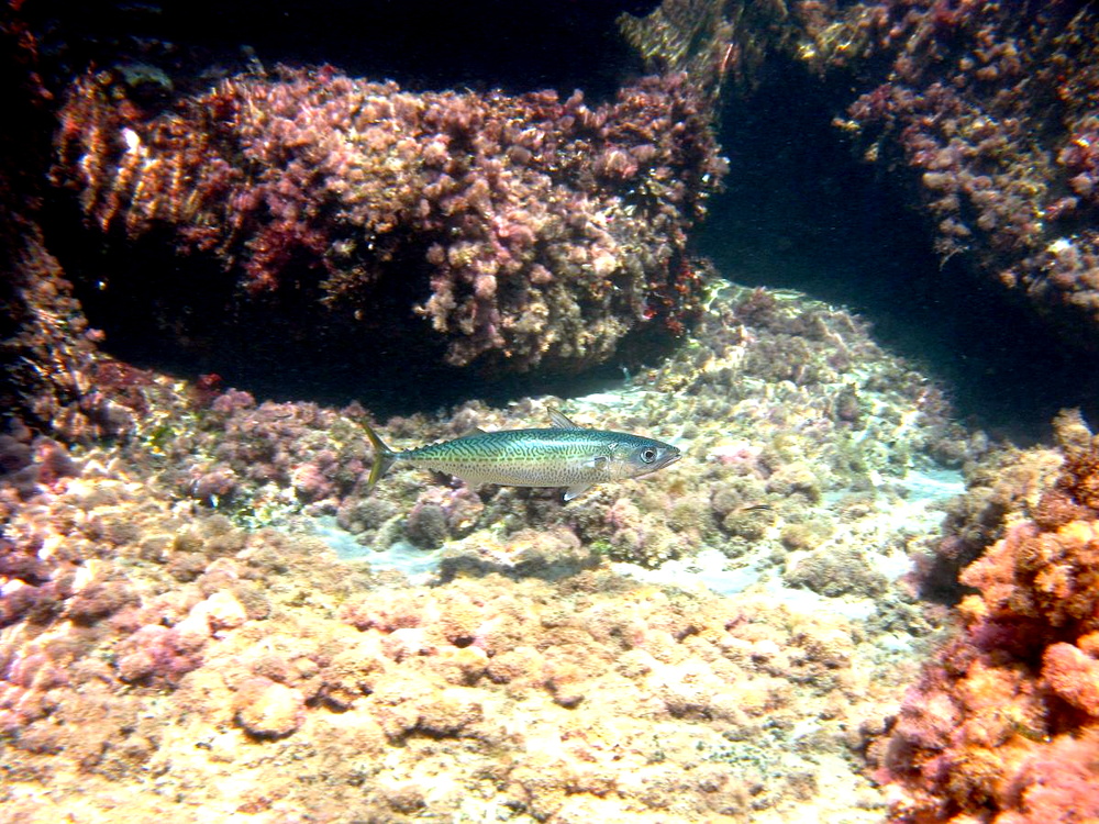 Scomber colias (Atlantic chub mackerel)