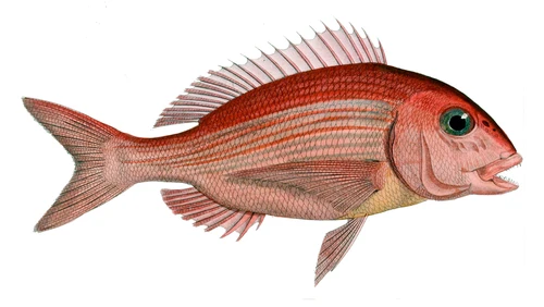 Pagrus pagrus (Red porgy)