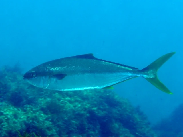 Seriola lalandi (Yellowtail amberjack)