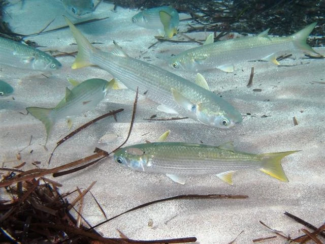 Mugil cephalus (Striped mullet)