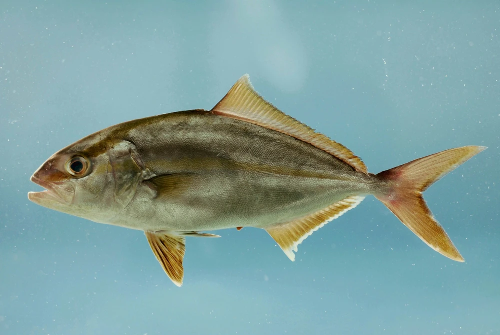 Seriola dumerili (Greater amberjack)