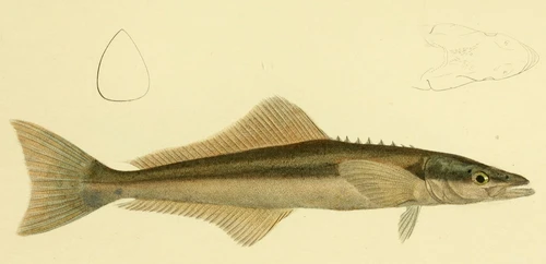 Rachycentron canadum (Cobia)