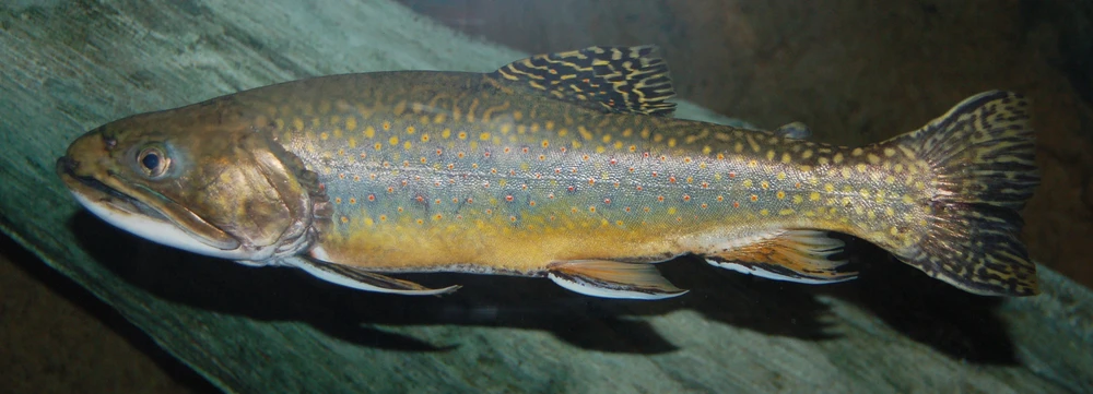 Salvelinus fontinalis (Brook trout)