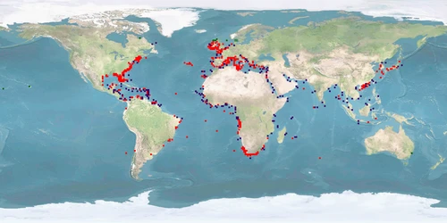 Distribution map: Octopus vulgaris (Common octopus)