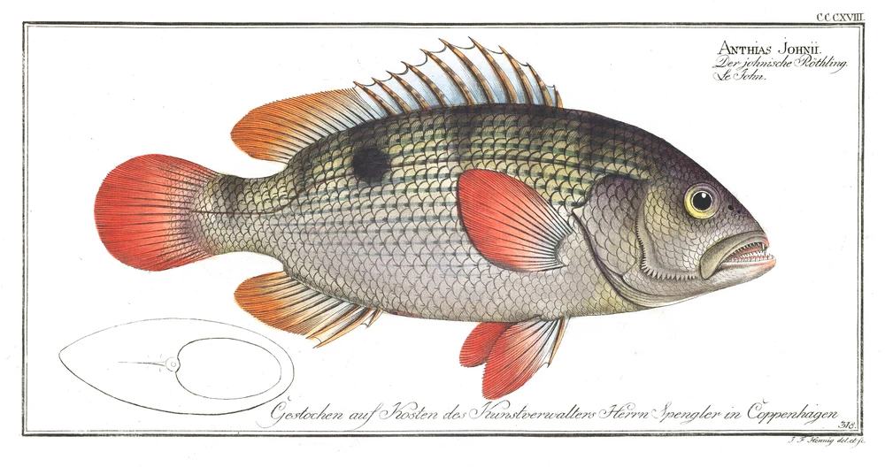Lutjanus johnii (John's snapper)
