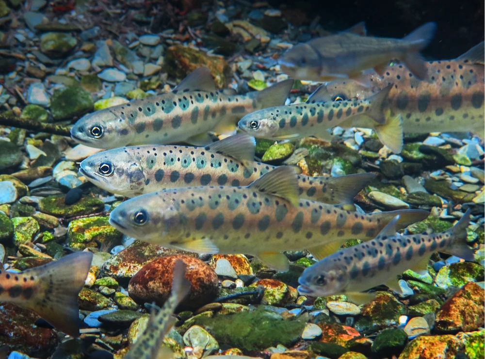 Oncorhynchus masou (Cherry salmon)